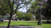 Central Park Jacaranda